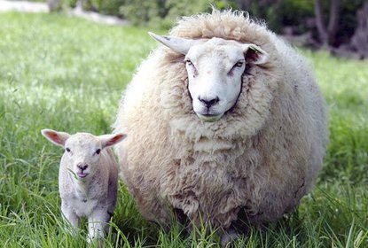 Аллергическая реакция на овечью шерсть