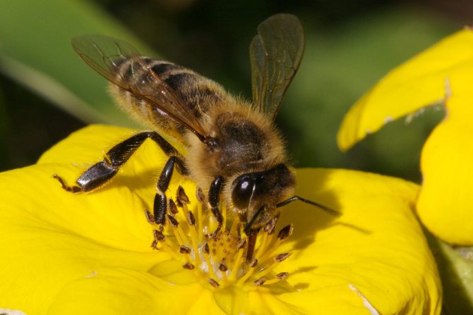 Аллергическая реакция на укус пчелы