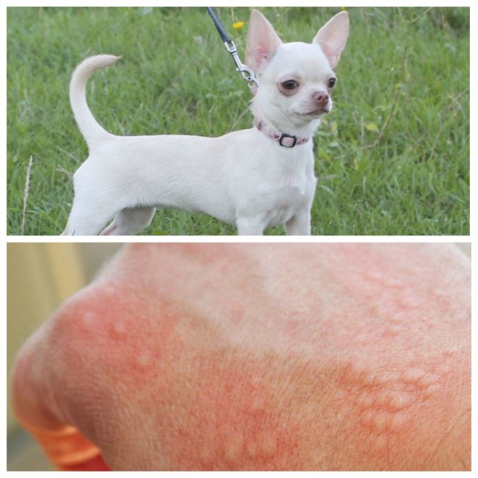 Chihuahua allergy