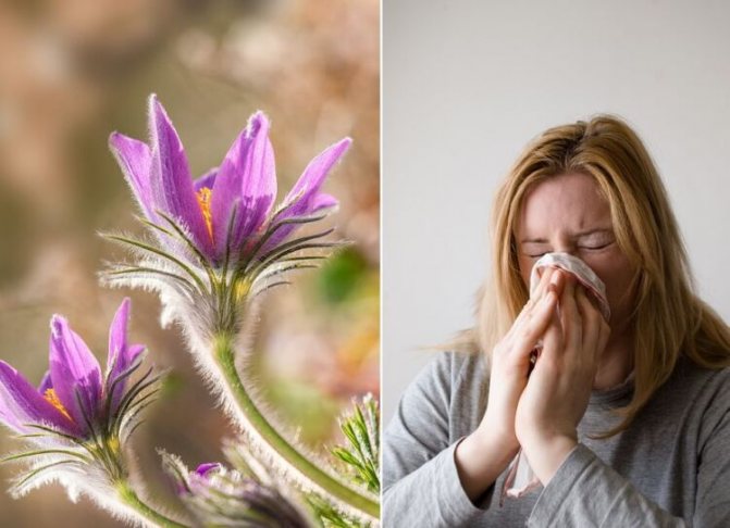 аллергия на цветение