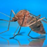 аллергия на комариные укусы у ребенка