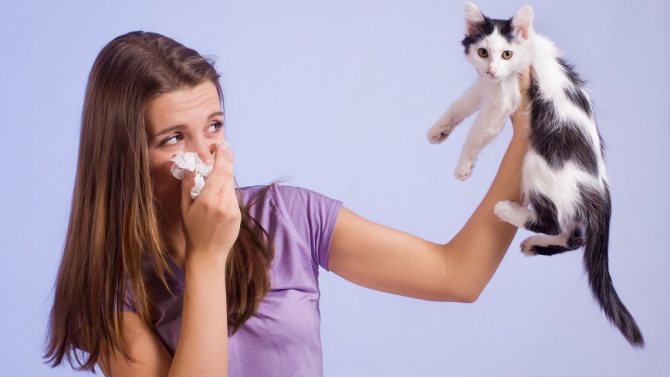 Аллергия на кошачью шерсть