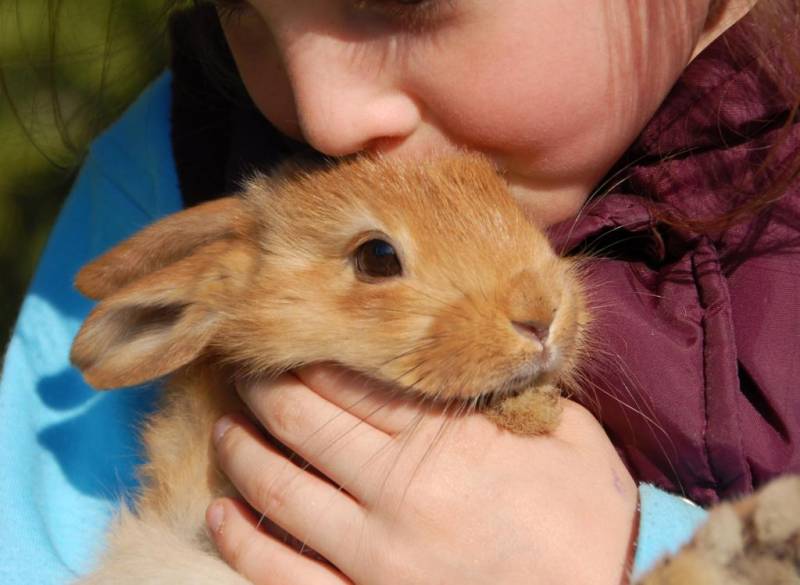 Аллергия на кроликов: причины возникновения, методы лечения, профилактика