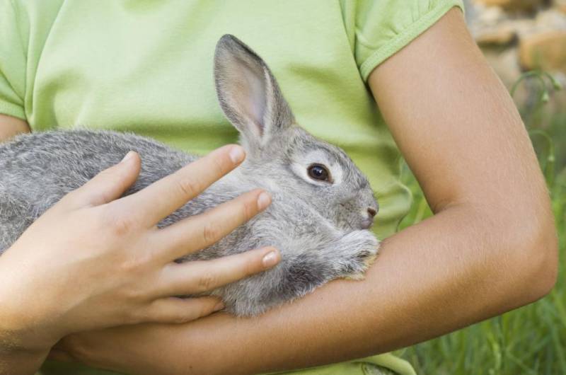 Аллергия на кроликов: причины возникновения, методы лечения, профилактика