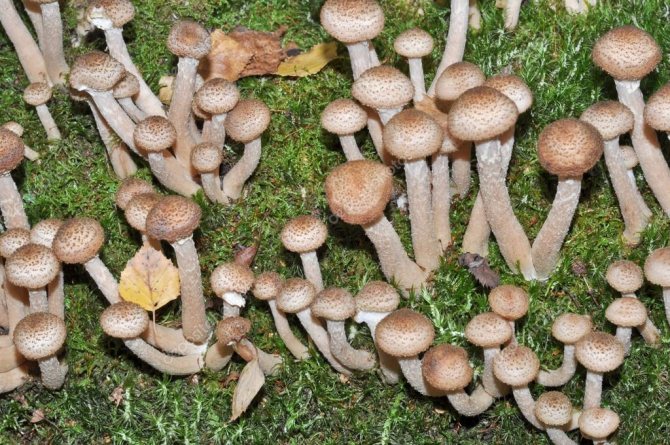 аллергия на споры грибов
