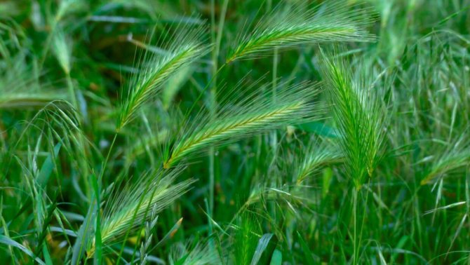 Аллергия на траву: из-за чего она возникает и как облегчить симптомы