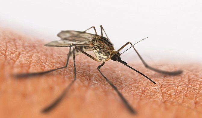 Аллергия на укус насекомого