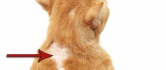 Аллергия у кошек: симптомы и лечение