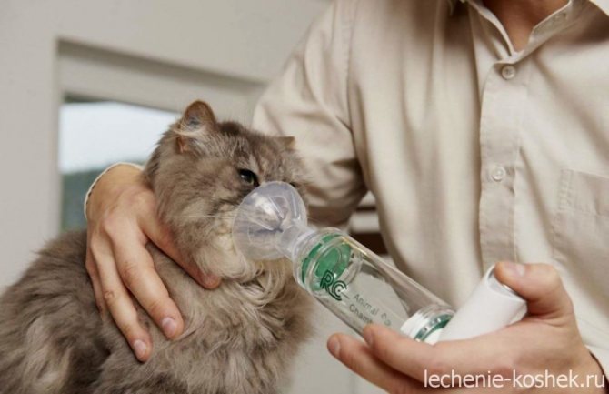астма у кошек