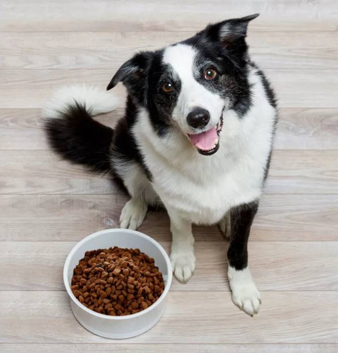 Чем кормить аллергичную собаку из натуральных продуктов