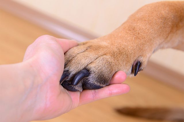 дерматит у собак лечение