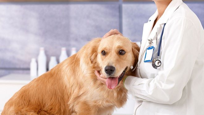 Дерматит у собаки - классификация, причины, лечение