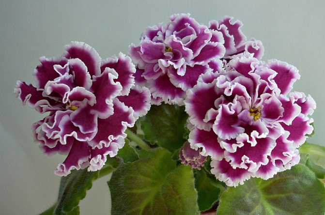 hypoallergenic violet flowers