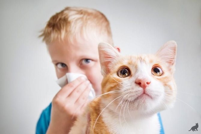 Гипоаллергенные кошки - название пород без подшерстка с фото