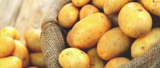 Как проявляется аллергия на картофель у детей и взрослых