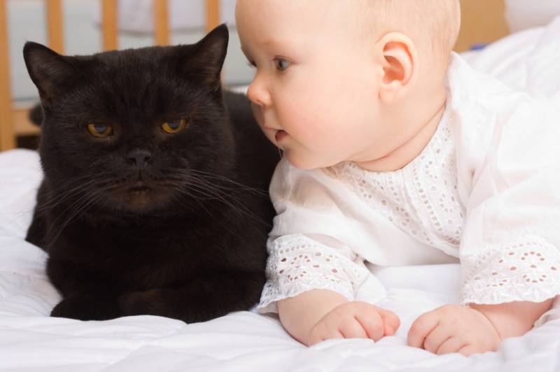 Как проявляется аллергия на кошек у грудничков: признаки, симптомы, покраснения, проявление сыпи, консультация педиатров и лечение