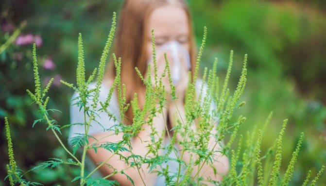 How to cure an allergy to ragweed?