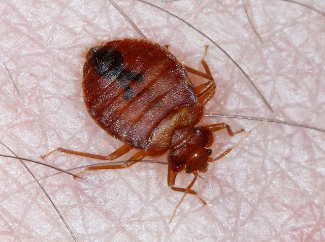 Bedbug on the human body