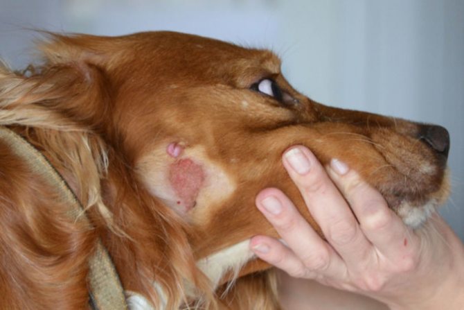 Лечение экземы у собаки в домашних условиях