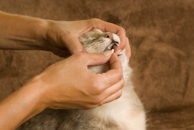 Можно ли кошке дать Супрастин от аллергии?