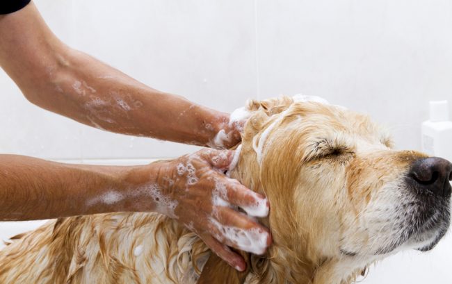 мытье собаки шампунем от блох