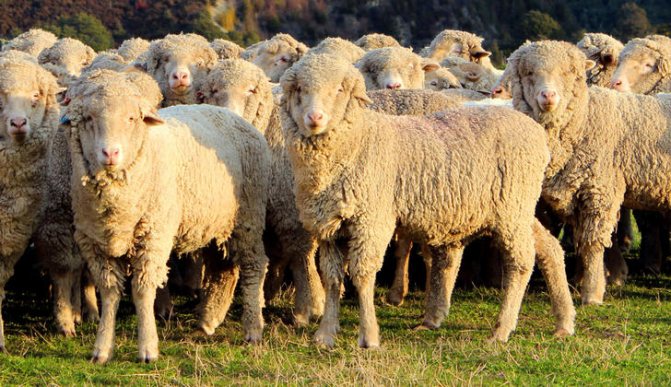 Одеяло из овечьей шерсти - критерии выбора