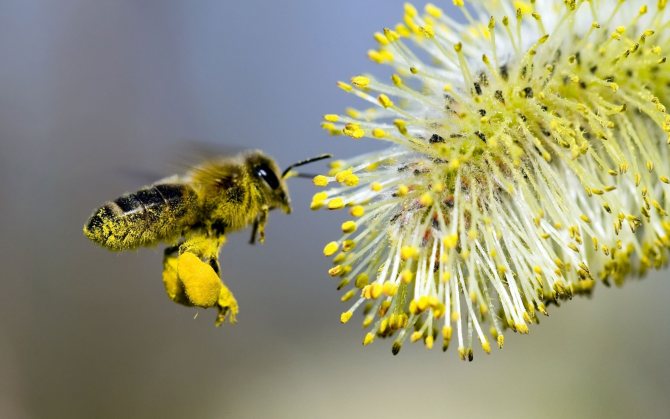 Пчела заготавливает пыльцу и прополис