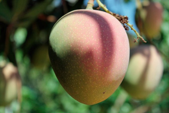 плод манго на дереве