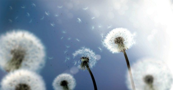 Пыльца цветков может быть одним из аллергенов