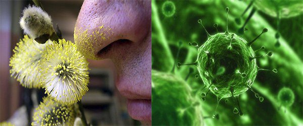 пыльца и вирусы