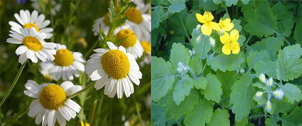 chamomile and celandine for allergies