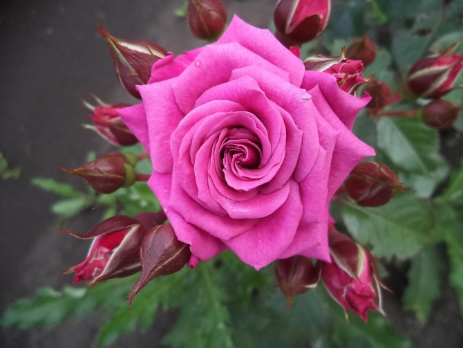 Розы спрей (44 фото): описание лучших сортов. Особенности посадки и ухода. Как размножать розы? Как подготовить их к зиме?