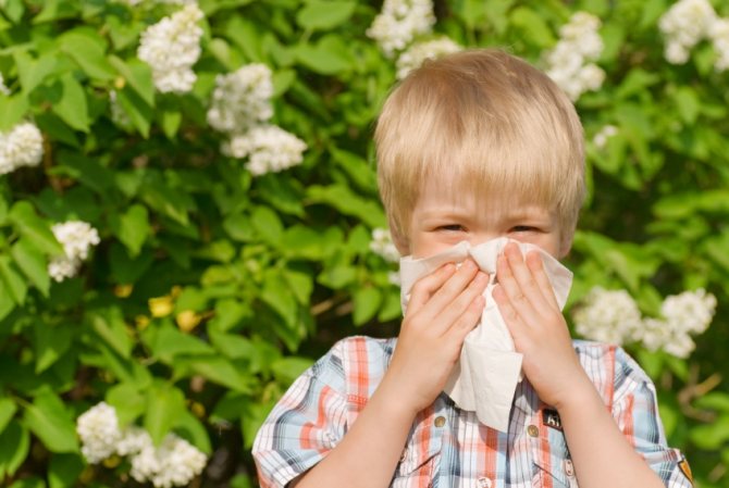 Hay fever - symptoms and treatment of allergies with folk remedies