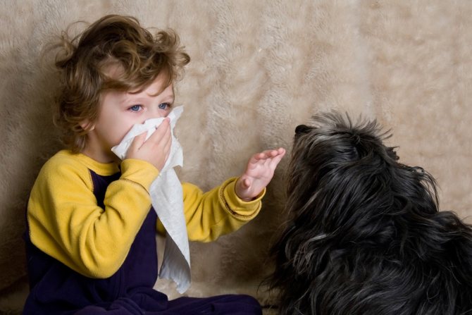 Шерсть животных - сильный аллерген