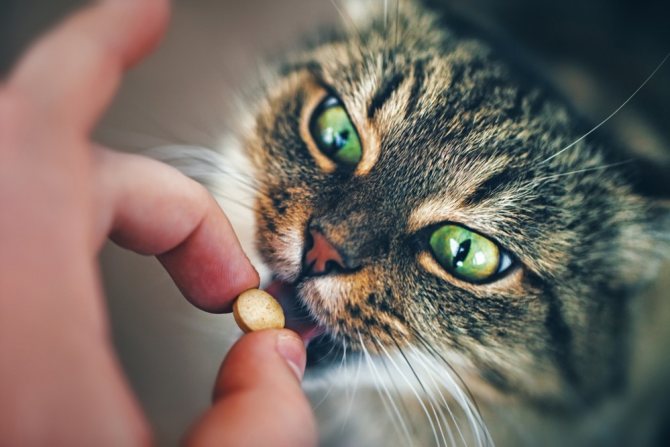 Сколько давать супрастин коту от аллергии
