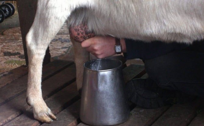 Содержится ли казеин в козьем молоке