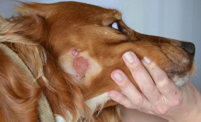 Сухой дерматит у собаки