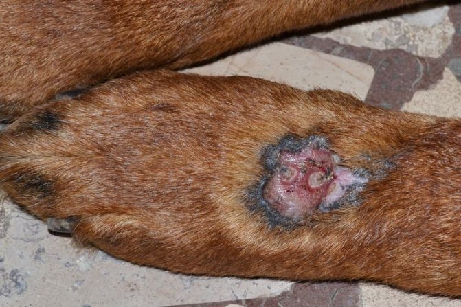 Термический дерматит у собак