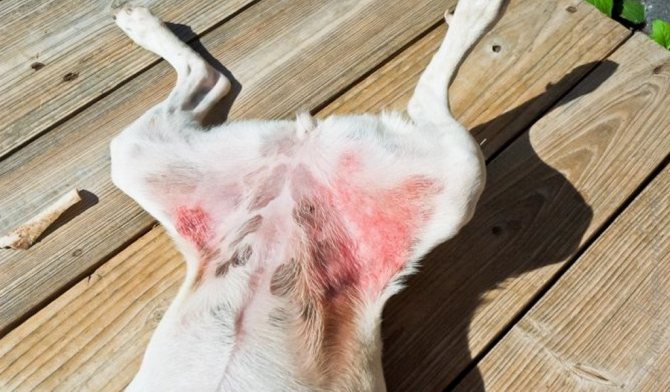 Термический дерматит у собаки