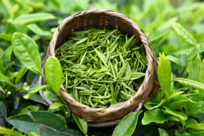 зеленый чай при аллергии
