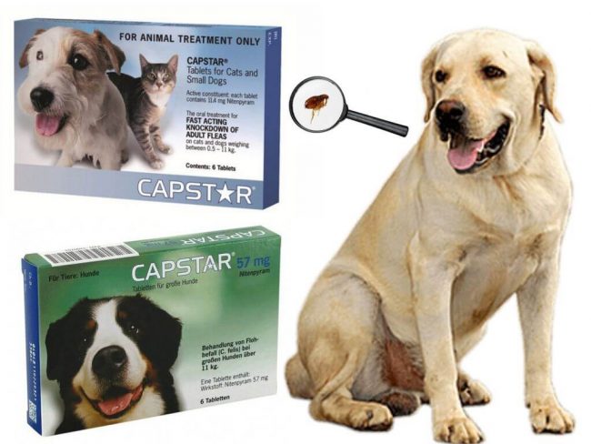 жевательные таблетки от блох для собак