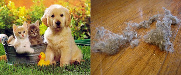 animals and house dust as causes of allergies